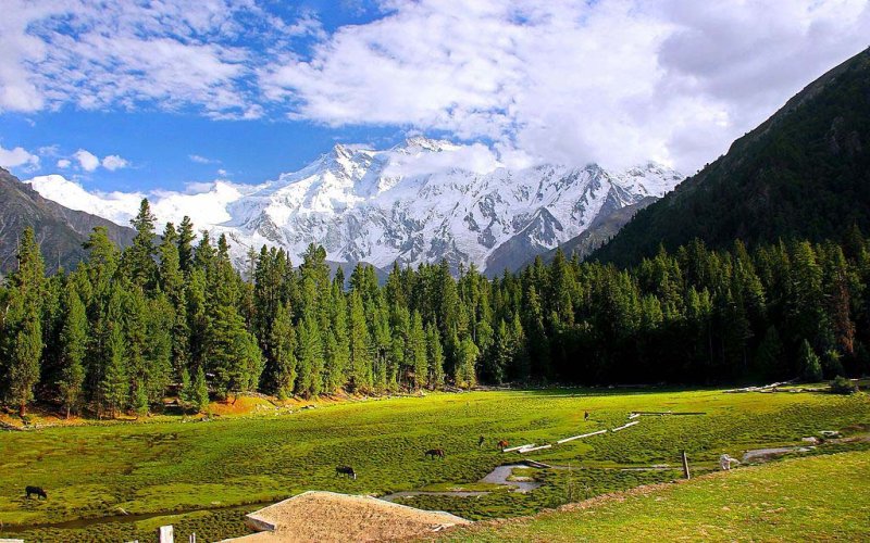 Fairy Meadows Trek